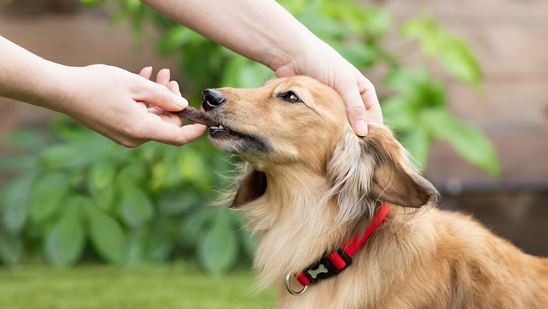 how long are dog treats good for after expiration