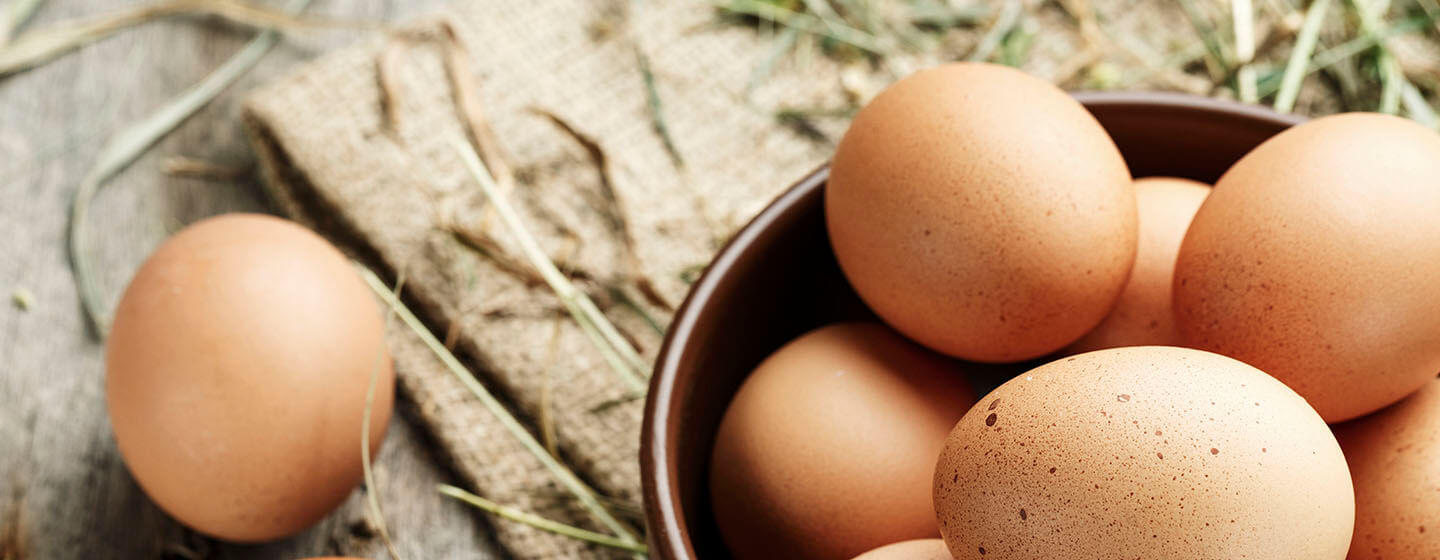 Can Dogs Eat Eggs? Read Before You Feed 