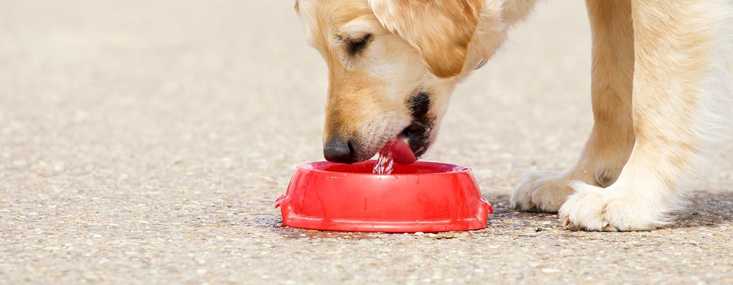 Dog Hydration: All You Need to Know 