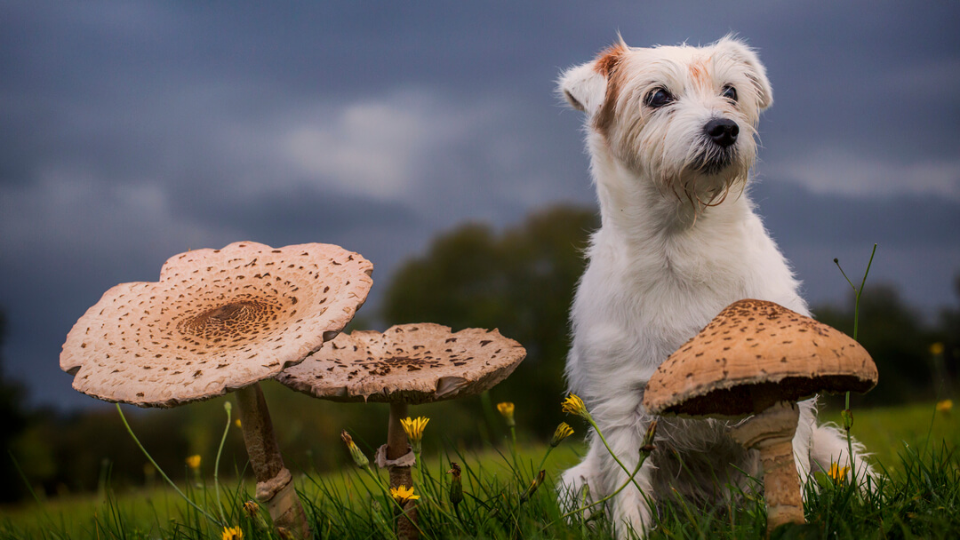 are raw mushrooms good for dogs