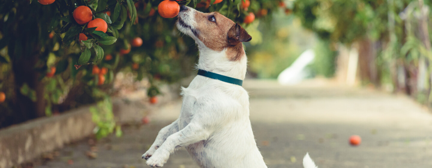 can puppies eat fruit and veg