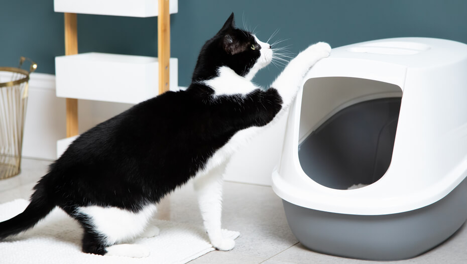 Why Do Cats Dribble? Reasons Behind The Behaviour