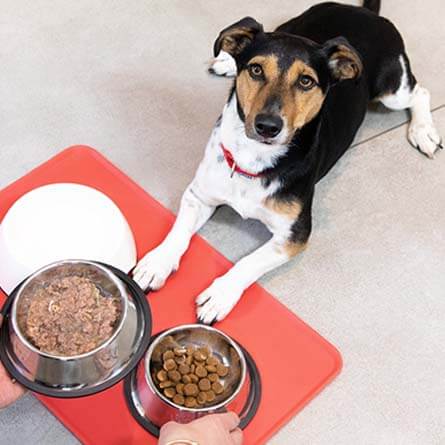 Dog next to bowls