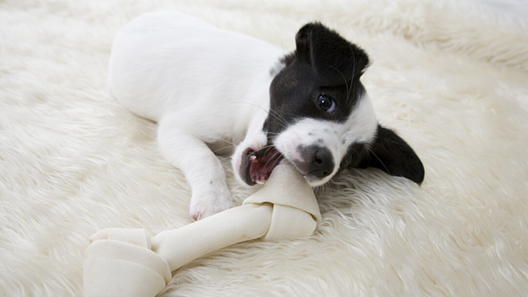 Rawhide for Dogs: What Is It & Is Rawhide Bad for Them? | Purina