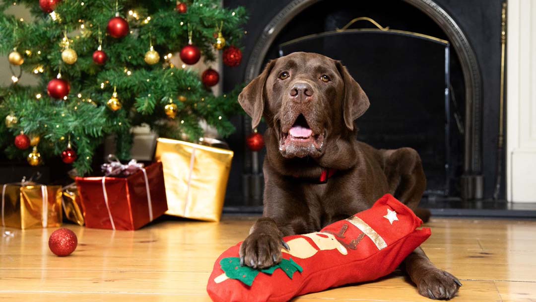 7 Truly Special Christmas Presents for Dogs