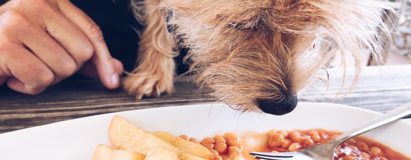 Can puppies shop eat beans