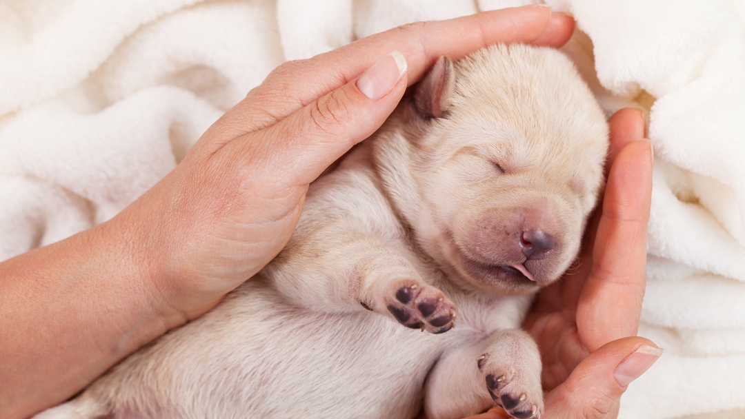 how much sleep do 8 week old puppies need