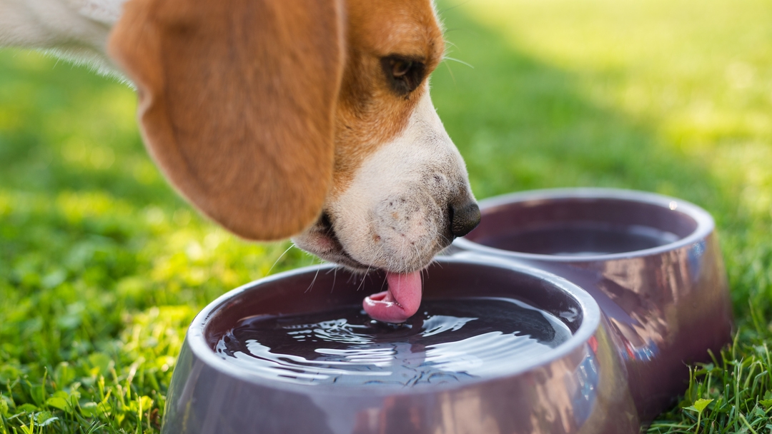 how much water should a puppy drink in a day