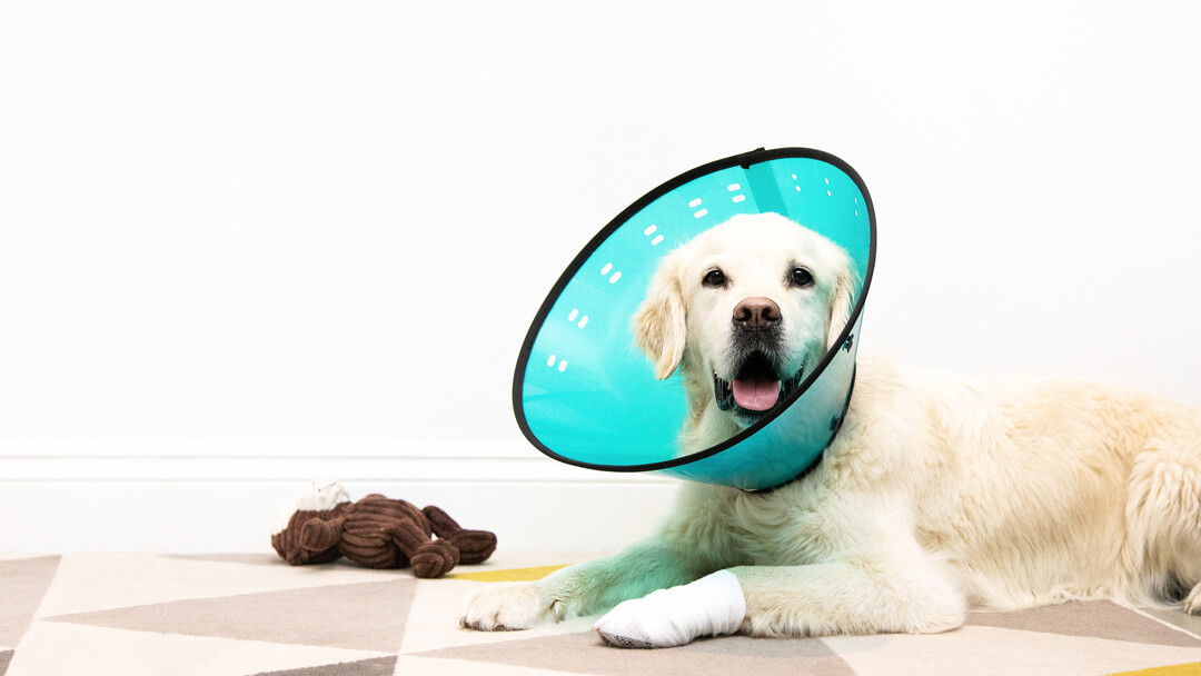 can i leave my dog home alone after spaying