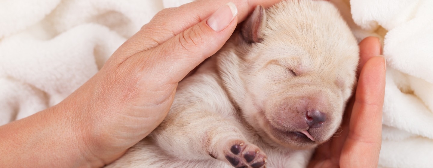 Newborn Puppy Care: Week By Week Guide | Purina