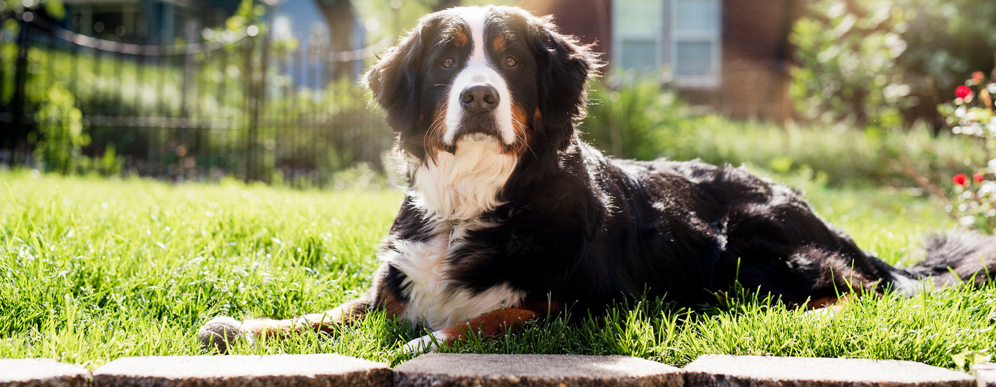 60 Big Dog Names for Your Enormous Pup | Purina