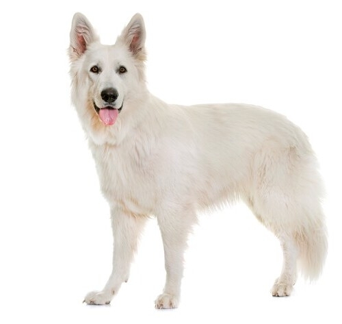 Swiss White Shepherd Dog Breed Information | Purina