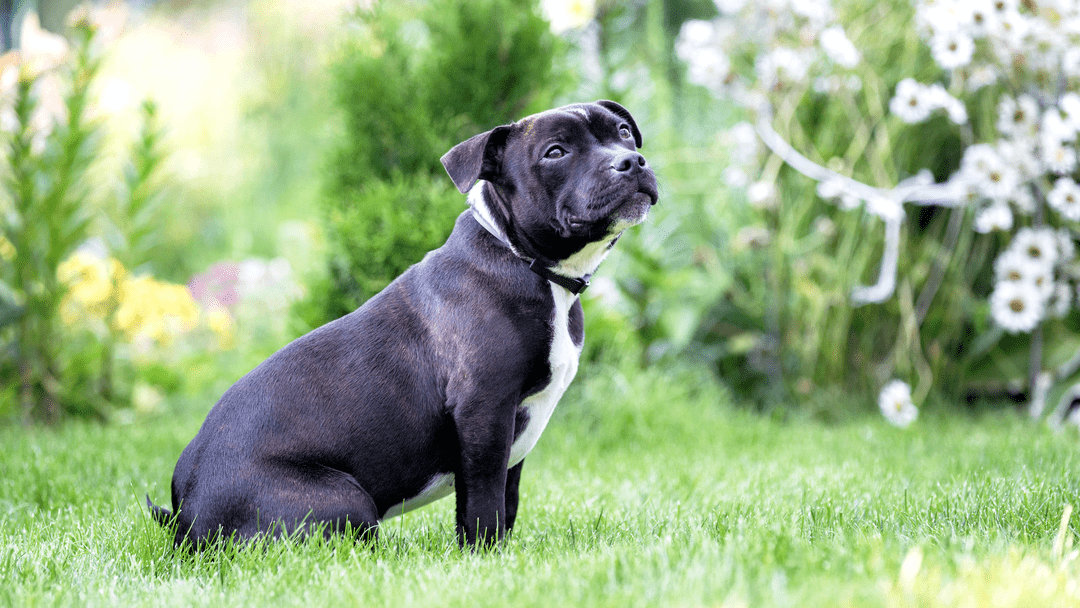 What are the illegal dog breeds in the UK?