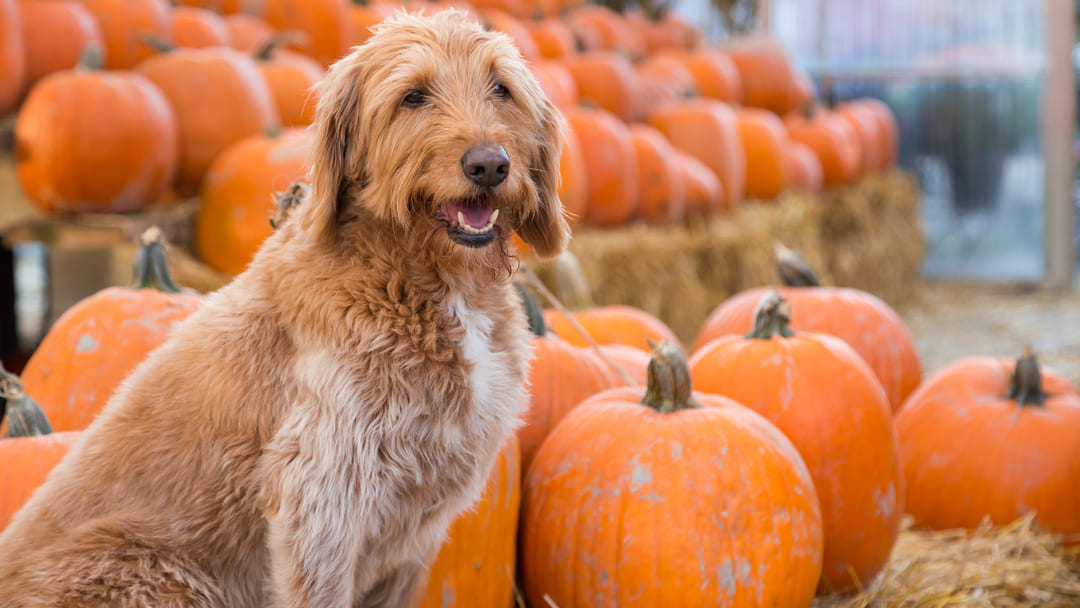 how much canned pumpkin do you give a puppy