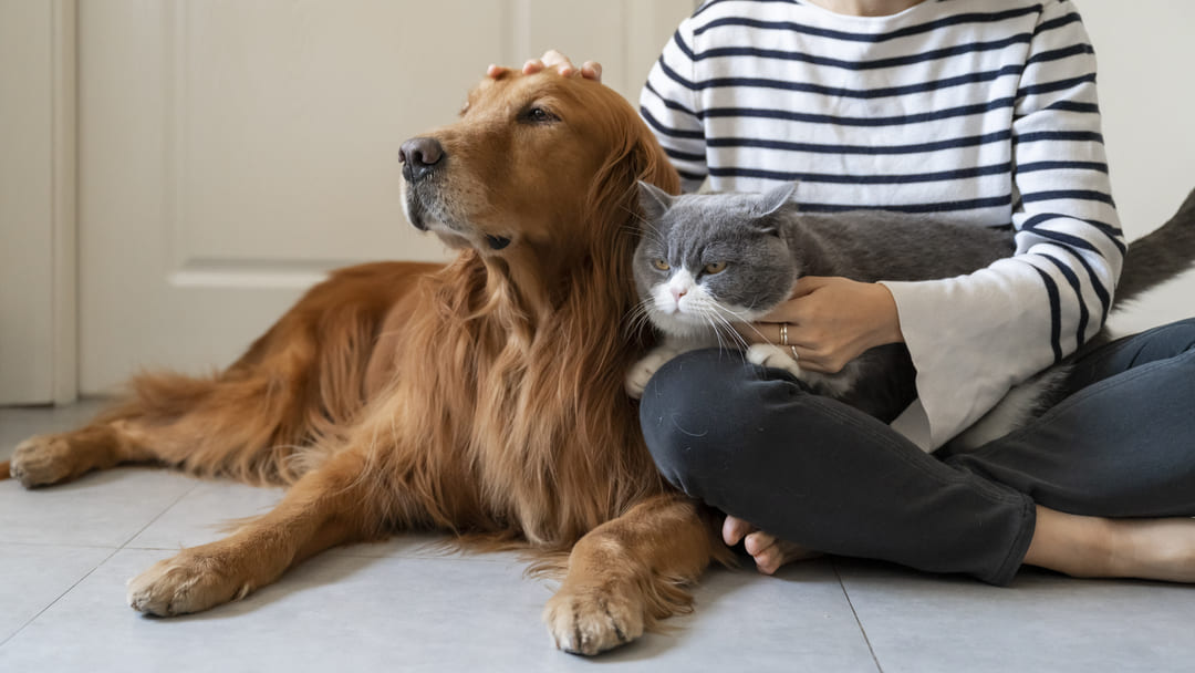 21 Dogs That Are Good with Cats — Best Dog Breeds for Cats