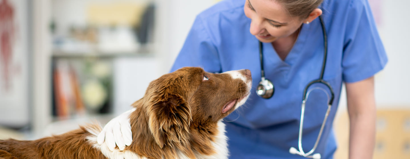 How To Treat Ringworm In Dogs Australia - BEST GAMES WALKTHROUGH