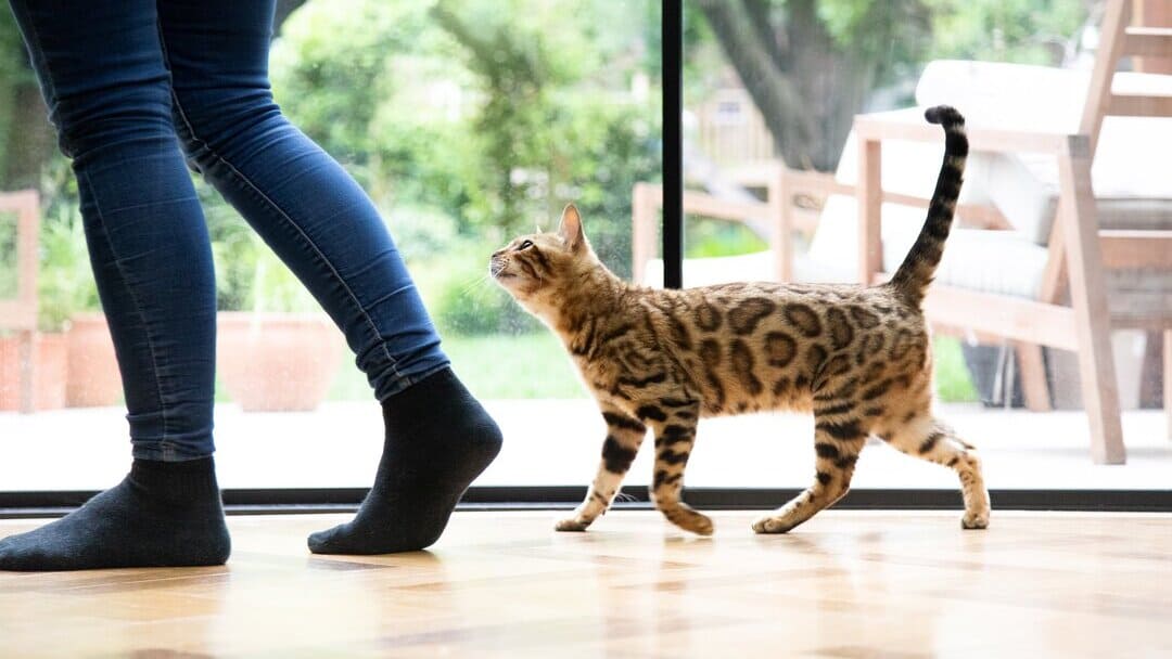 Top 5 Reasons Why Your Cat Is Following You Around Purina