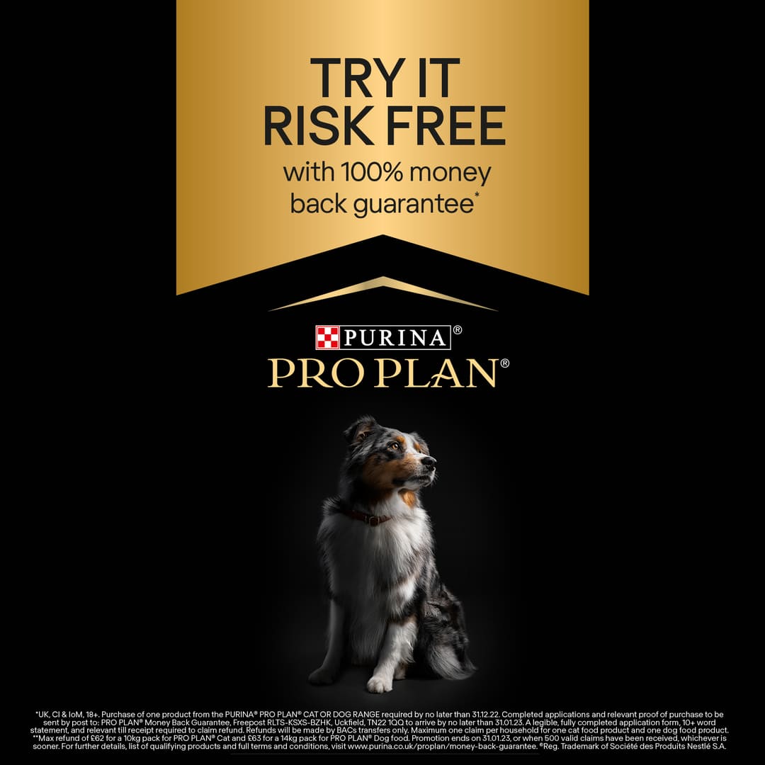 pro plan robust dog food