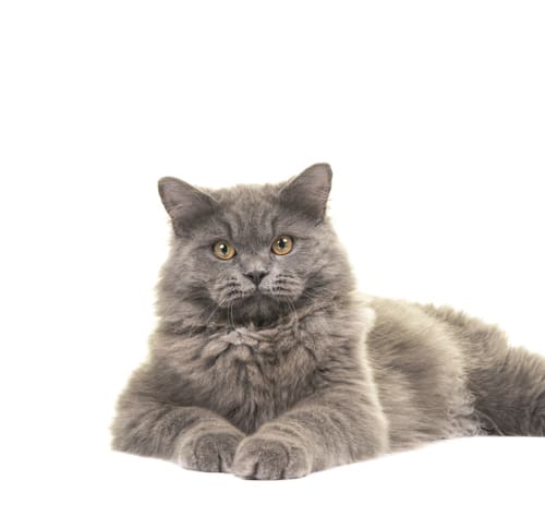 British Longhair Cat Breed Information| Purina