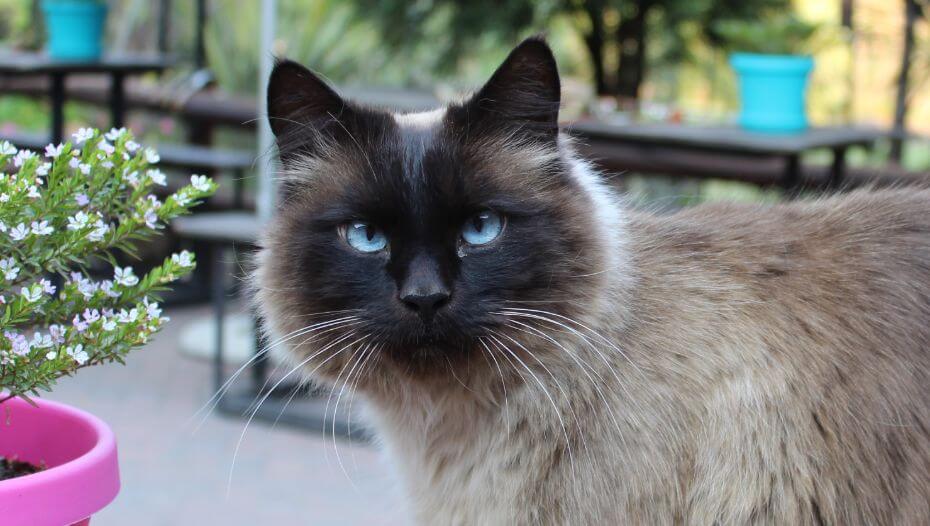 Balinese best sale cat breeds