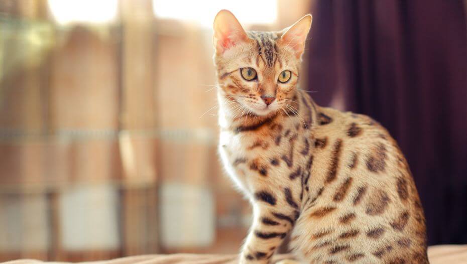 Domestic store bengal cat