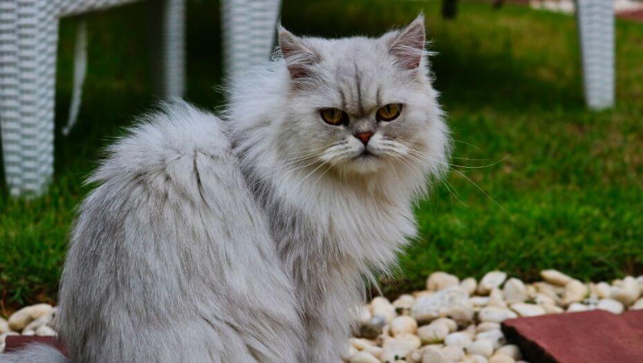 Persian silver orders chinchilla kittens