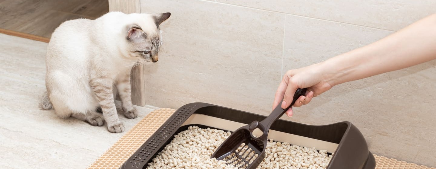 A Poop In Litter Box