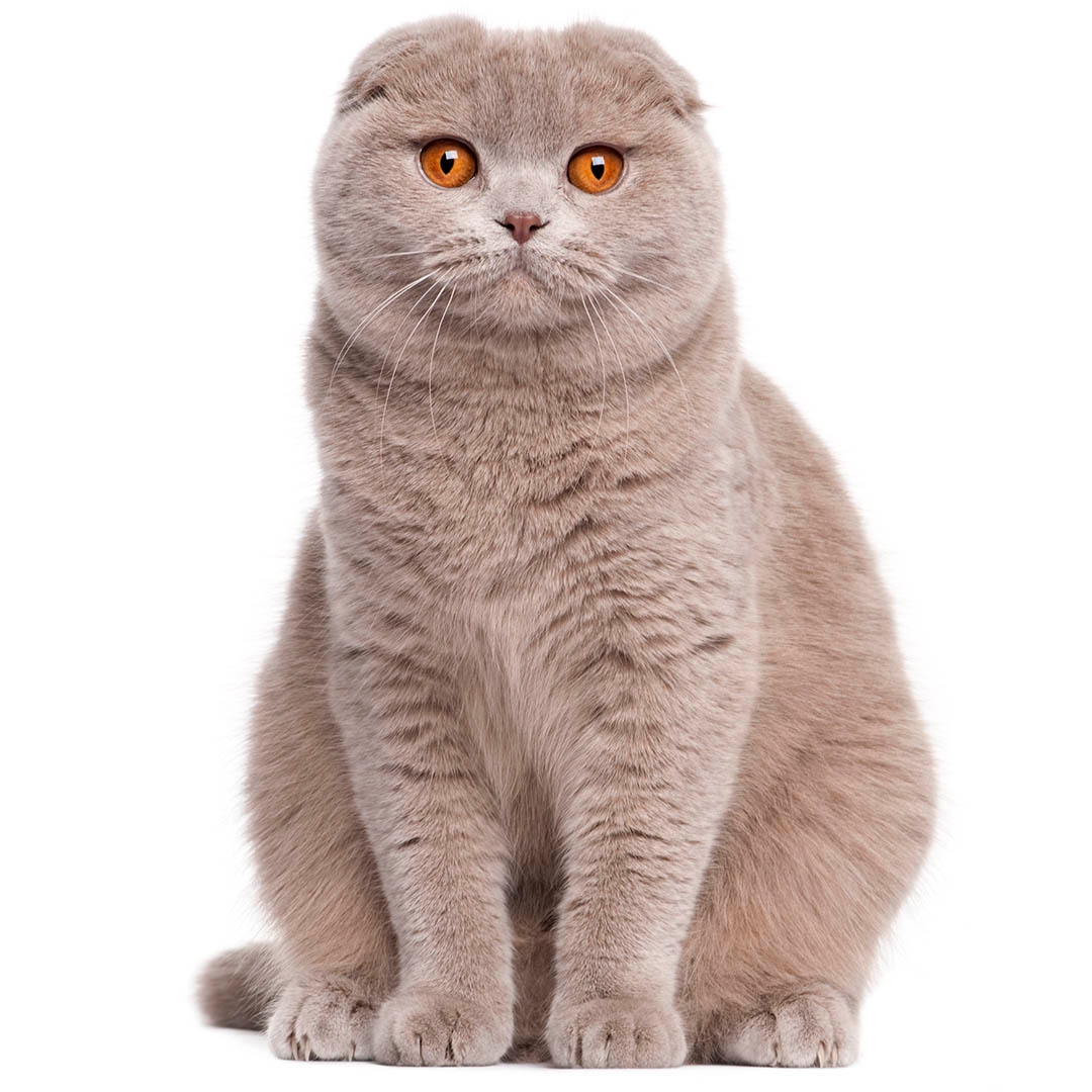 british shorthair purina