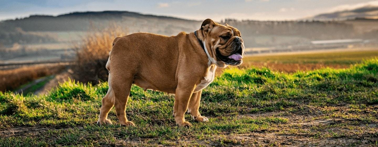 7 Most Popular Bulldog Breeds: English, French & More