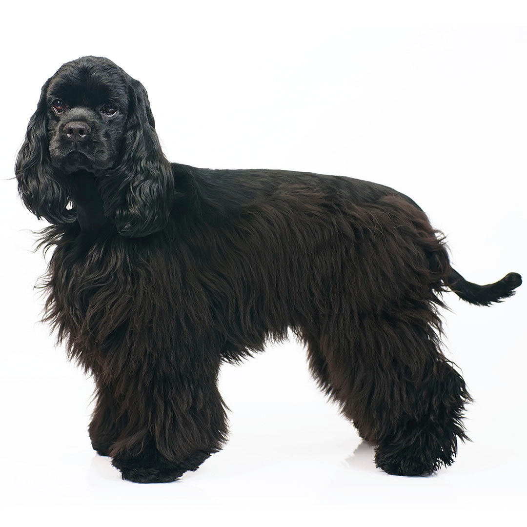 American cocker hot sale spaniel golden