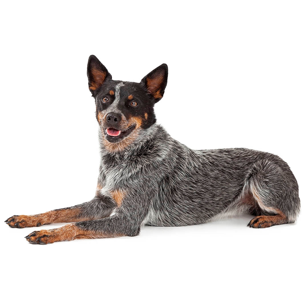 Found blue hot sale heeler