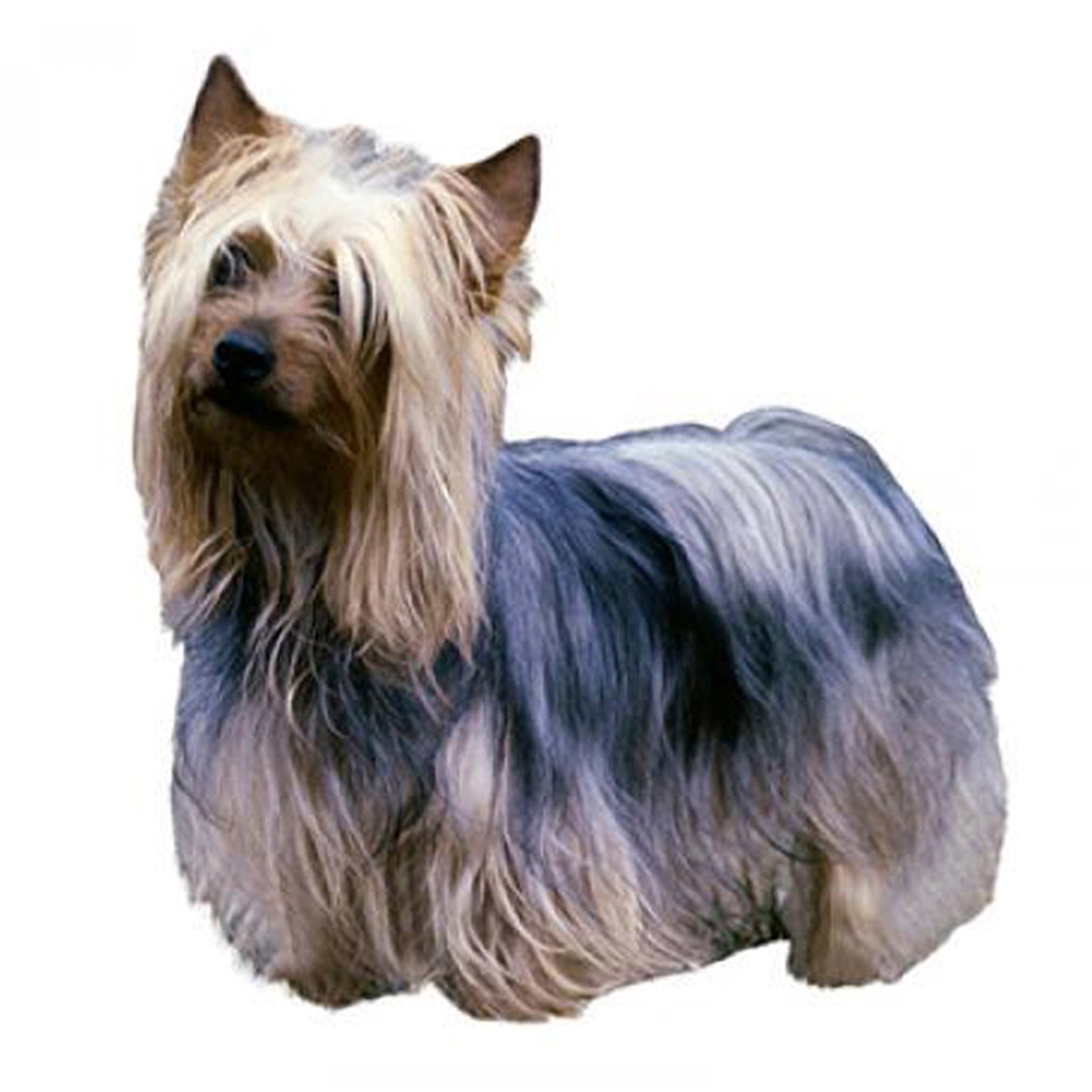 Silver silky hot sale terrier