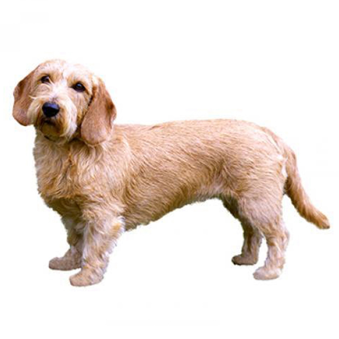 Enzo basset fauve de bretagne best sale for sale