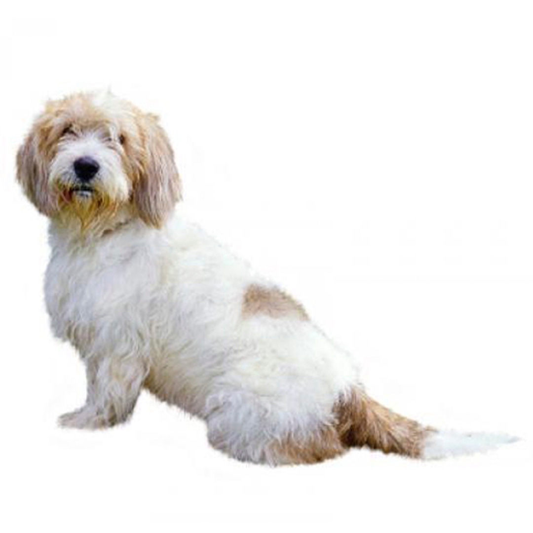 Basset griffon best sale