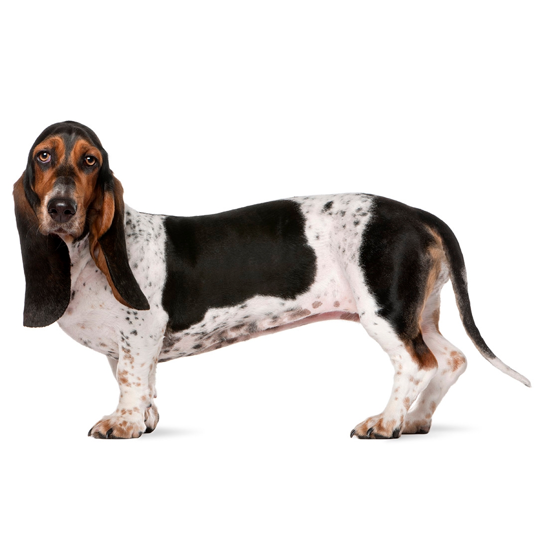 Basset Hound Dog Breed Information | Purina