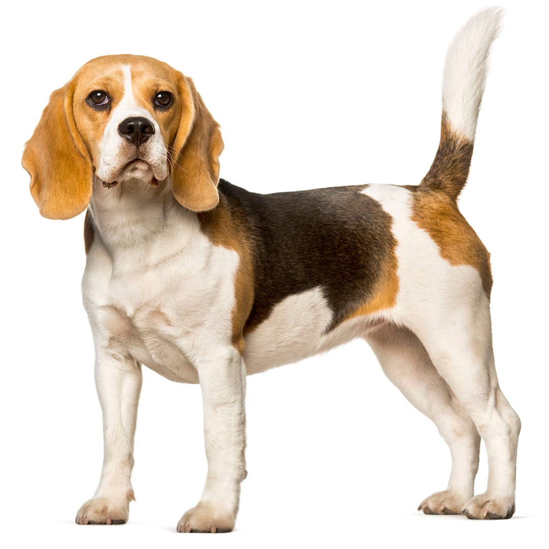 beagle breed puppy