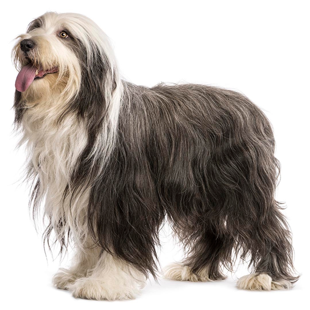 Bearded collie border collie 2024 mix