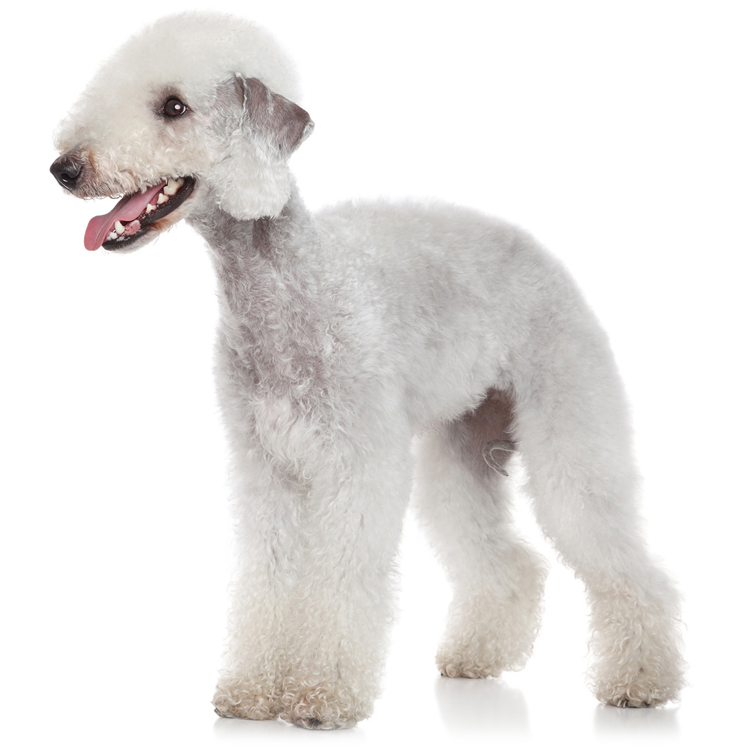 are bedlington terriers smart dogs