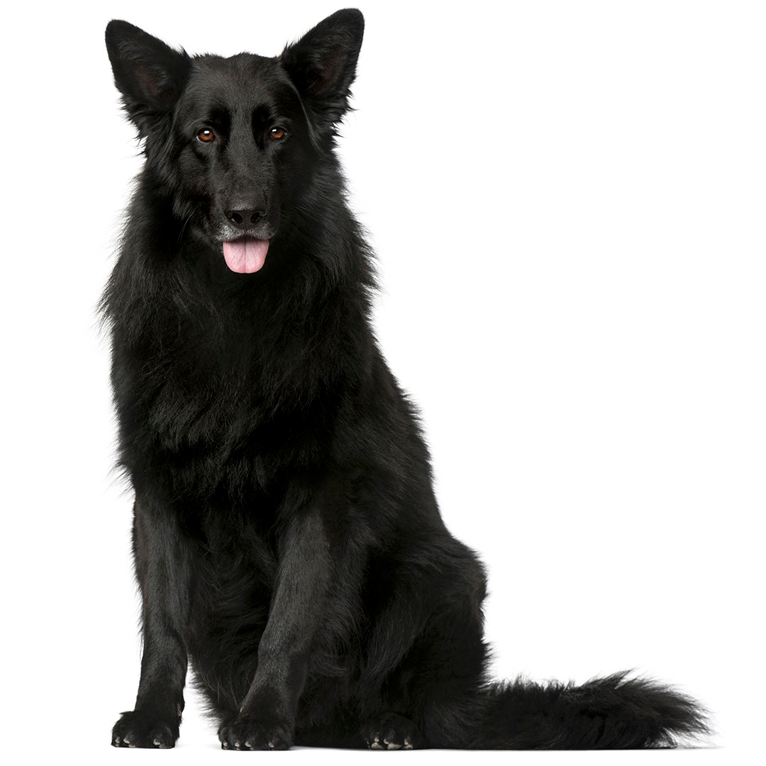 Black belgian cheap shepherd dog