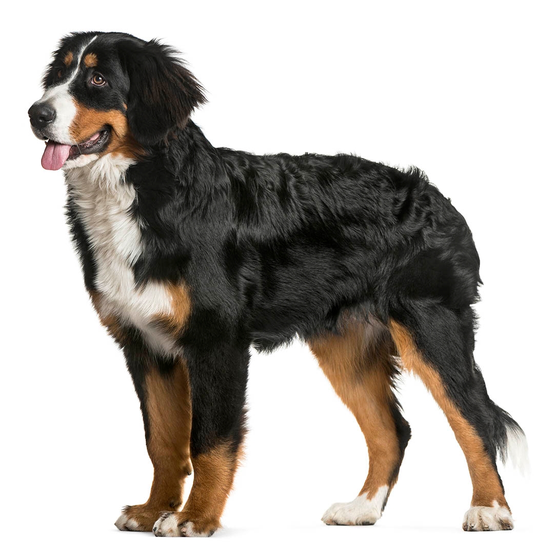 Happy bernese hot sale mountain dog