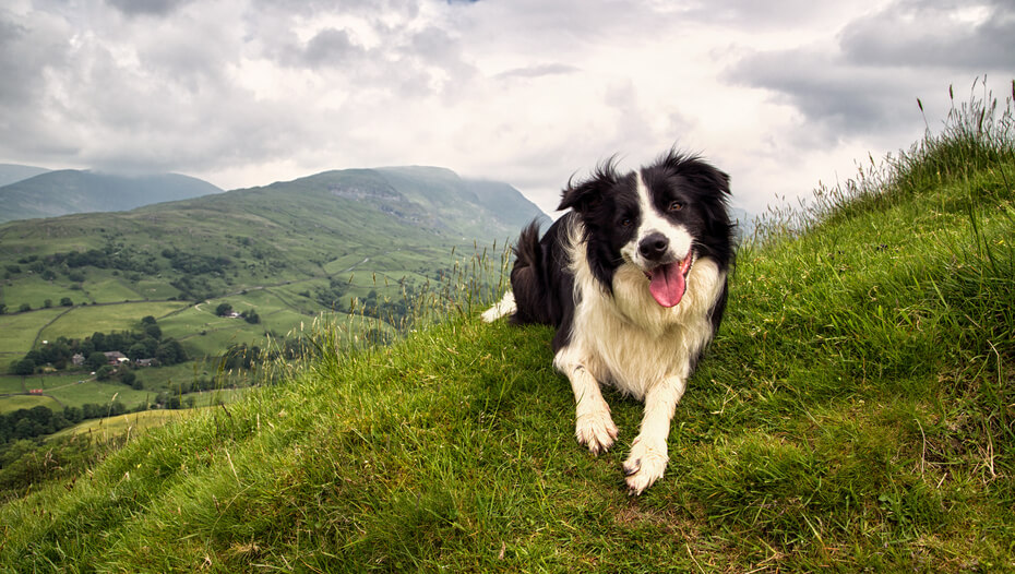 are border collies dog friendly