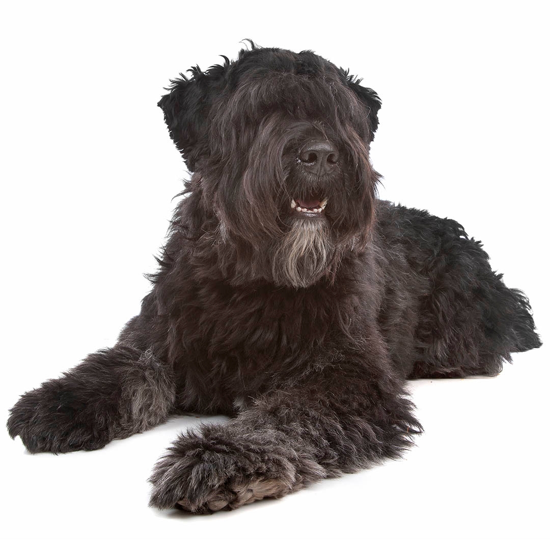 Bouvier sales dog cost