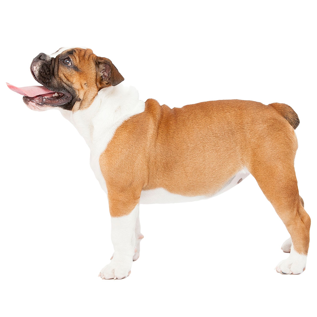 Bulldog Dog Breed Information Purina