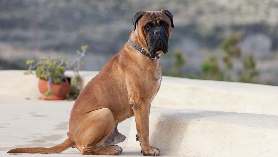 Bullmastiff mastiff 2024