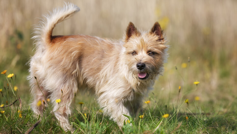 are cairn terriers good dogs