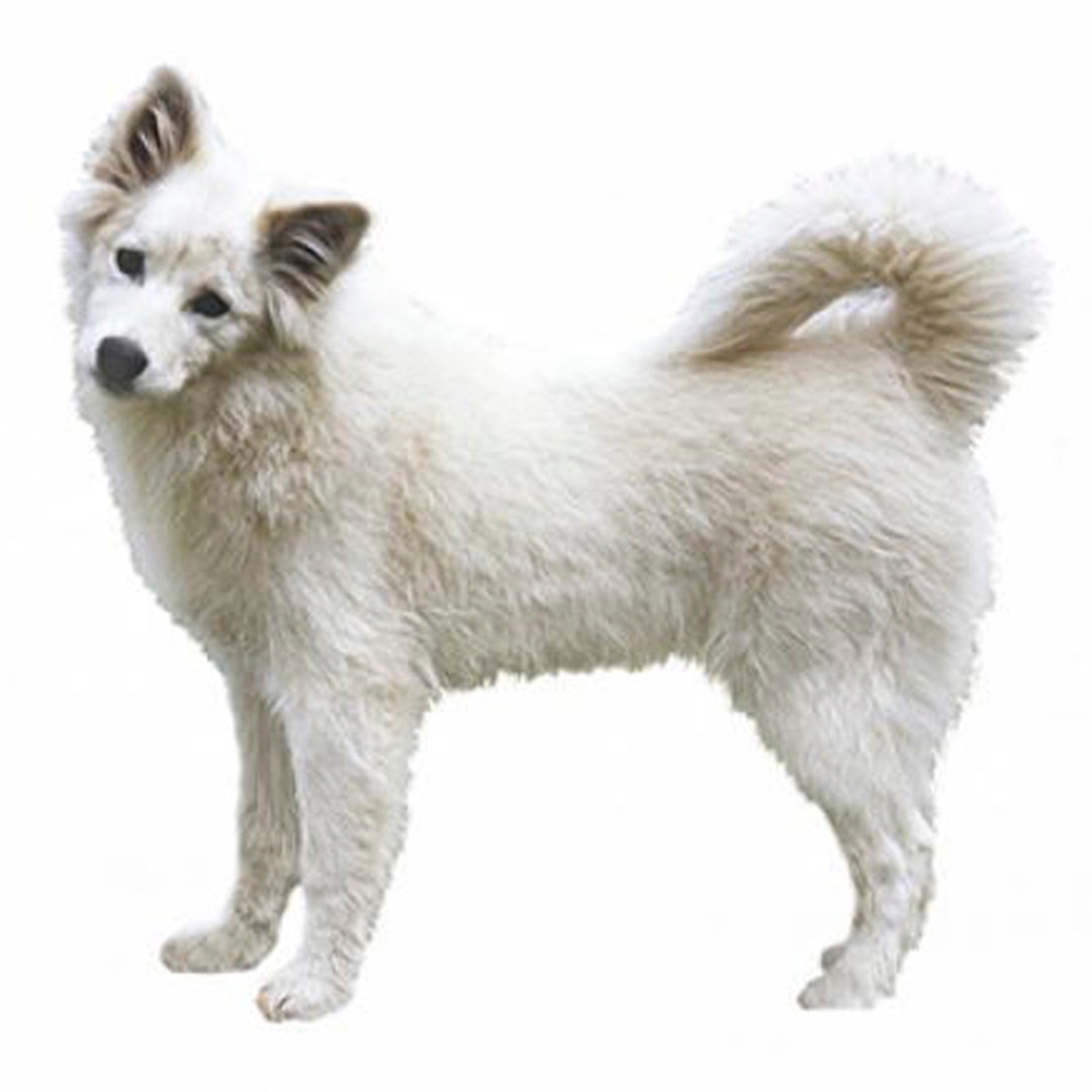 White cheap eskimo spitz