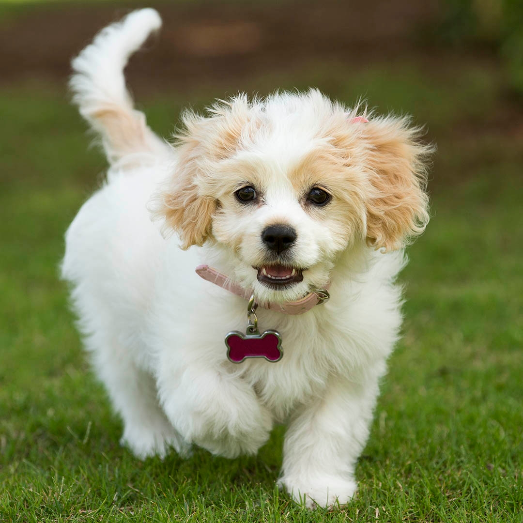 Cavachon puppy shops haircuts