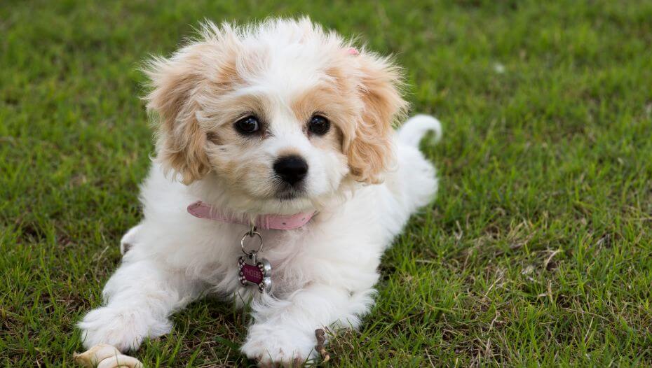 Facts hot sale about cavachons