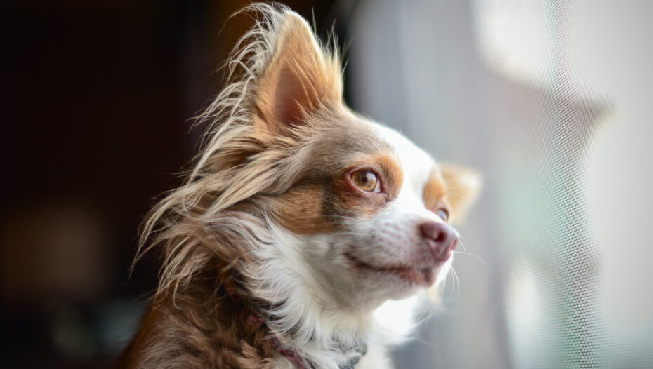 Chihuahua Long Coat Dog Breed Information  Purina