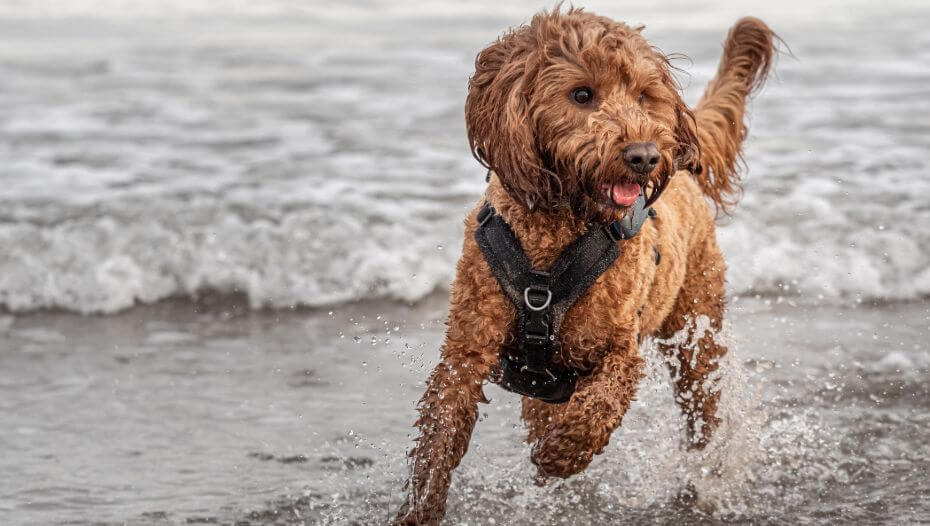 Shops running with a cockapoo